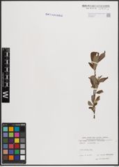 Foto von Salix cinerea L.